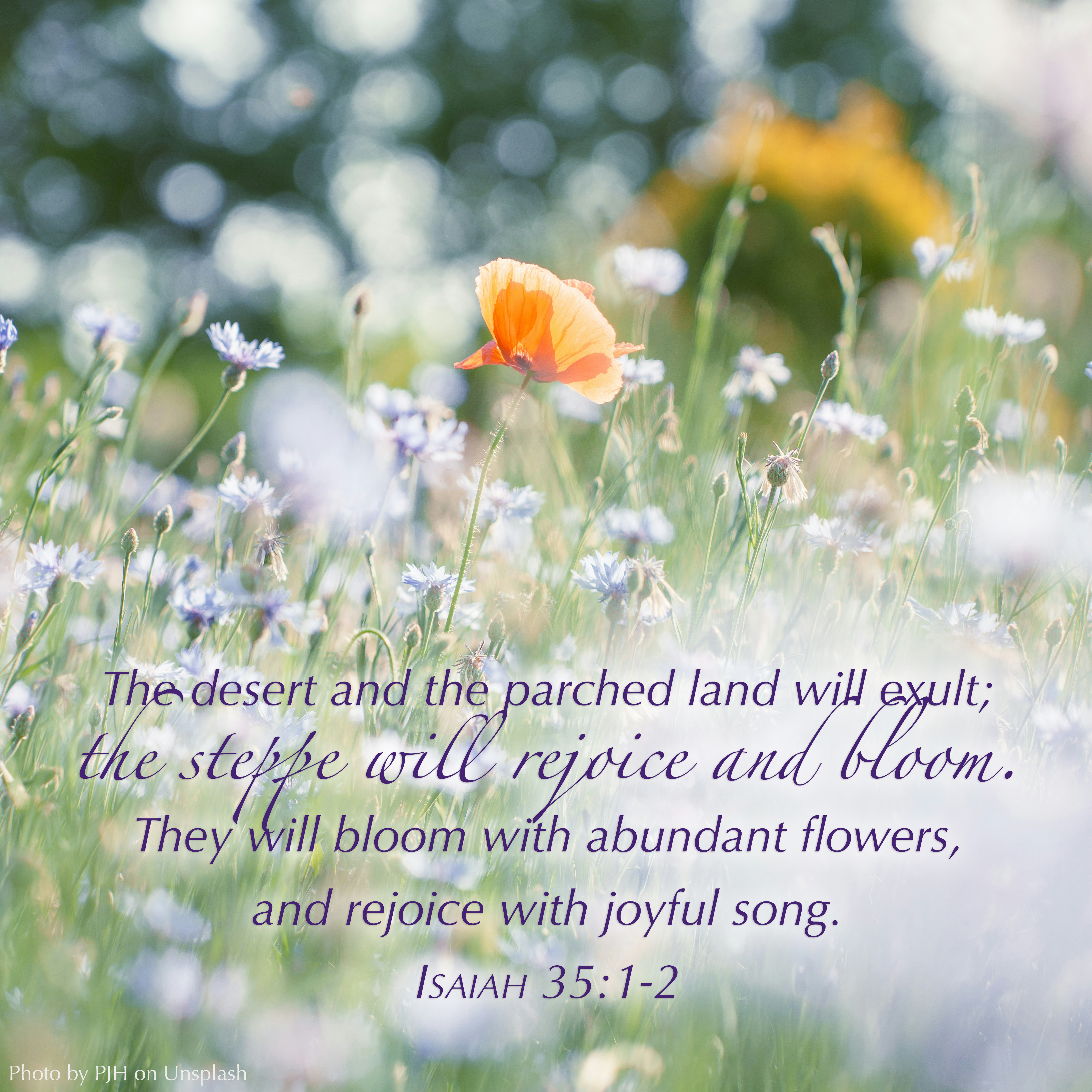 Flower in field with text of Isaiah 35:1-2